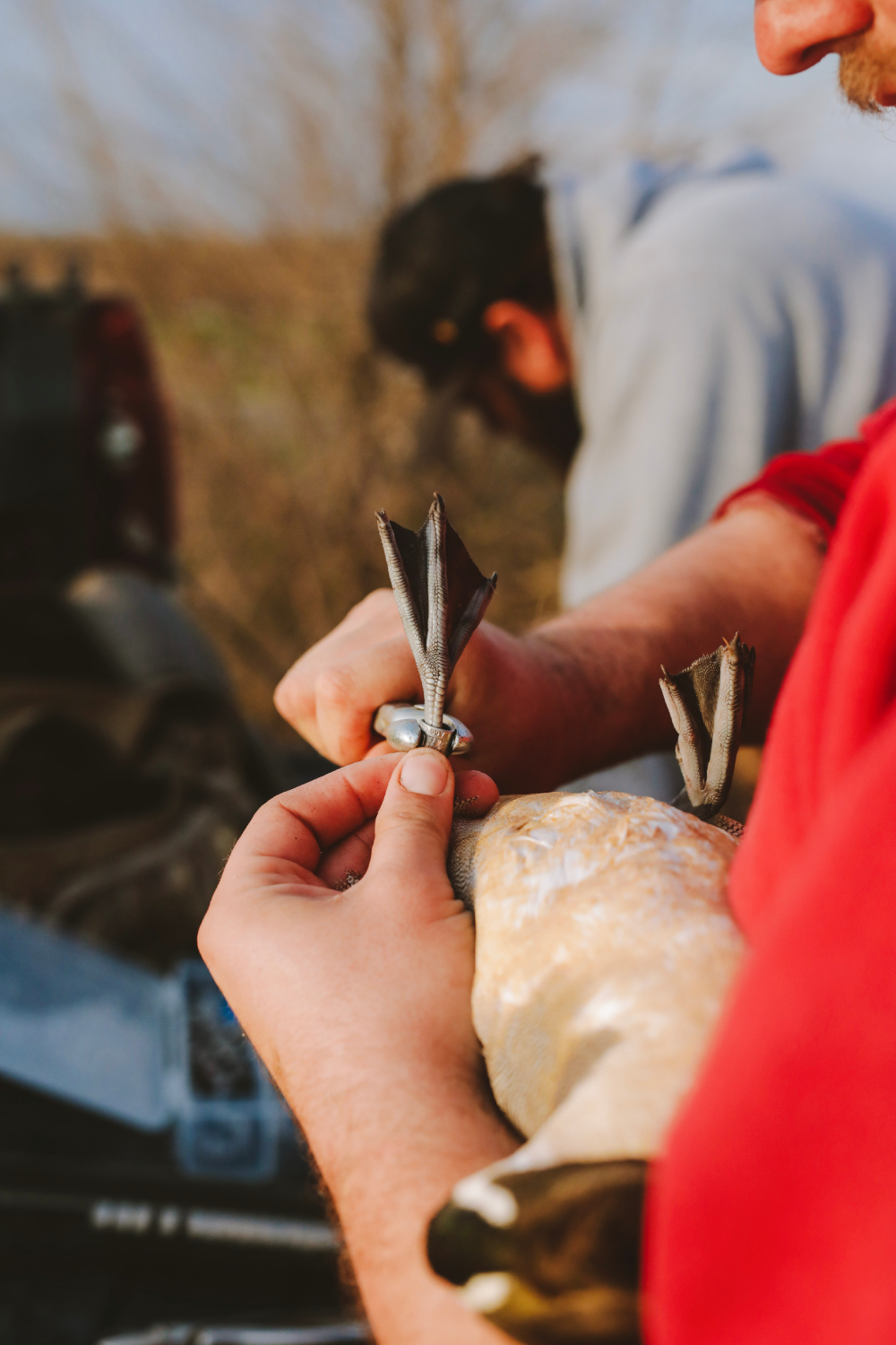 California Waterfowl Association bird banding operation