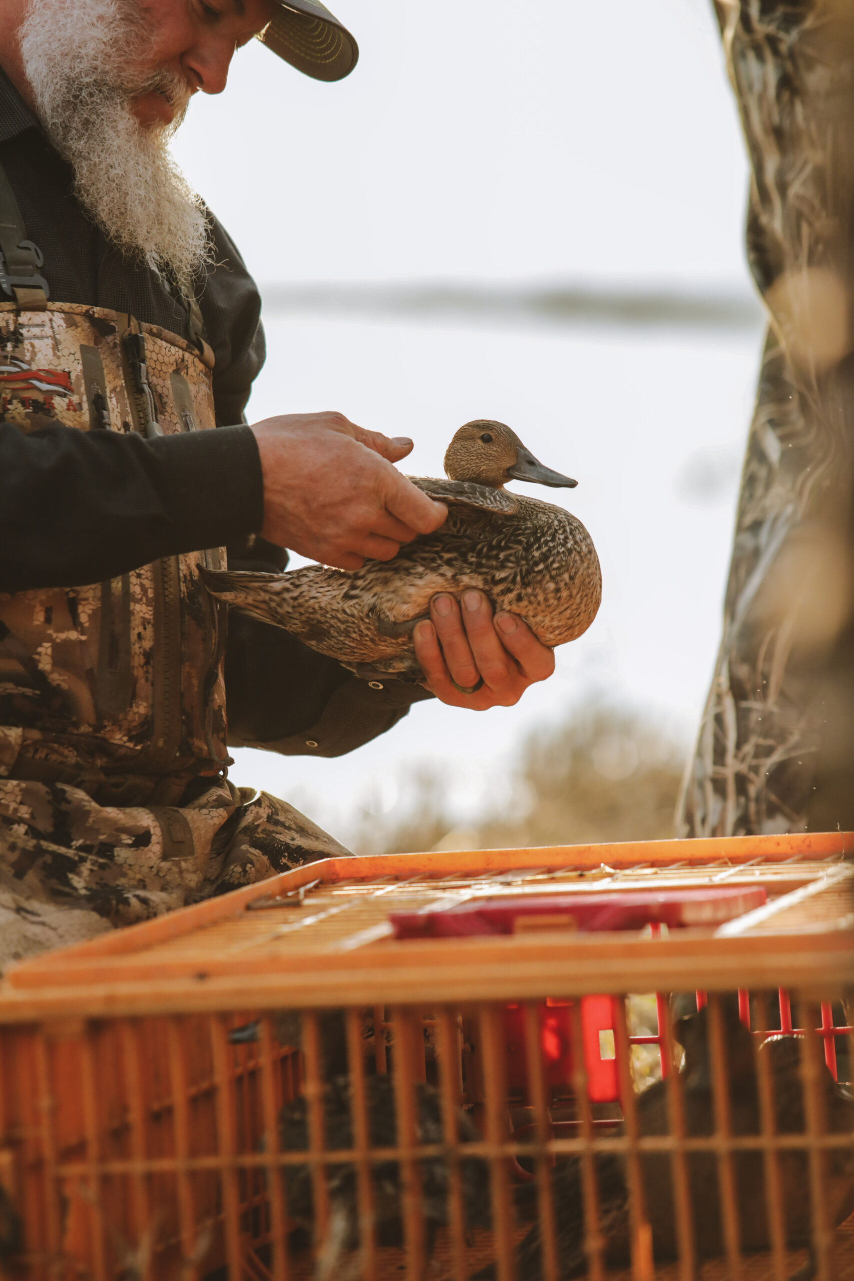 California Waterfowl Association bird banding operation